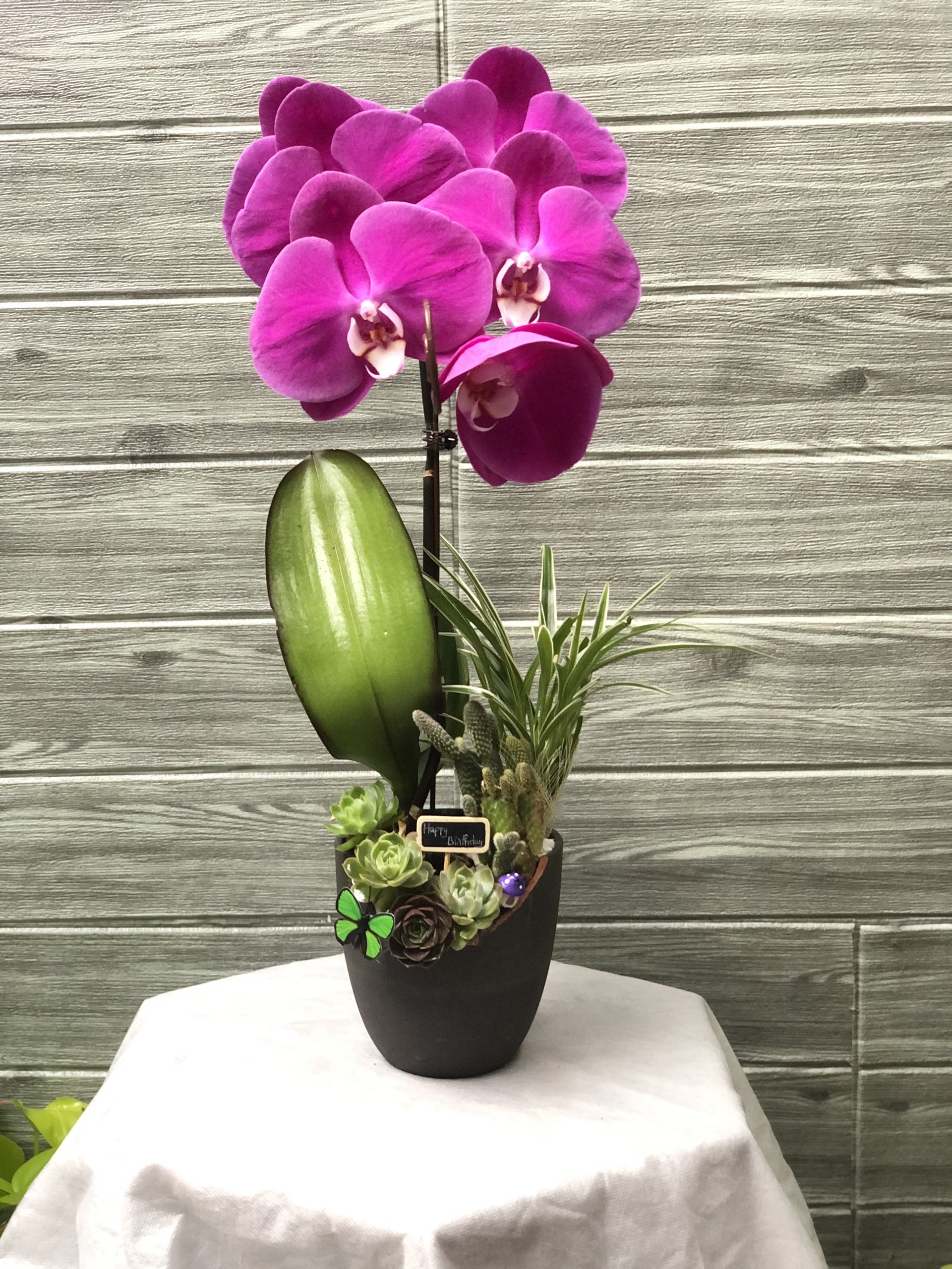 Hoa Lan Để Bàn 00069